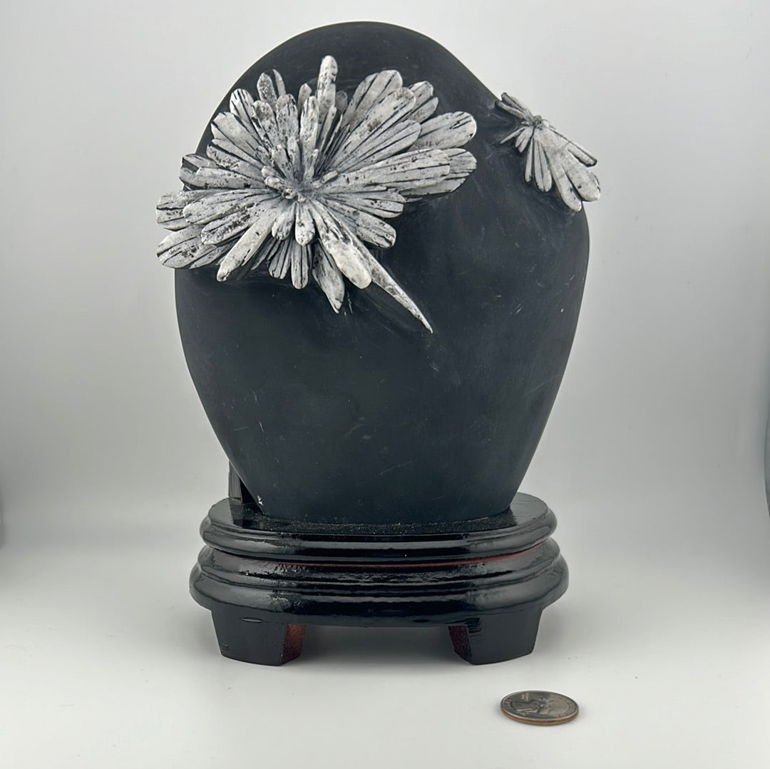 Chrysanthemum Stone Display
