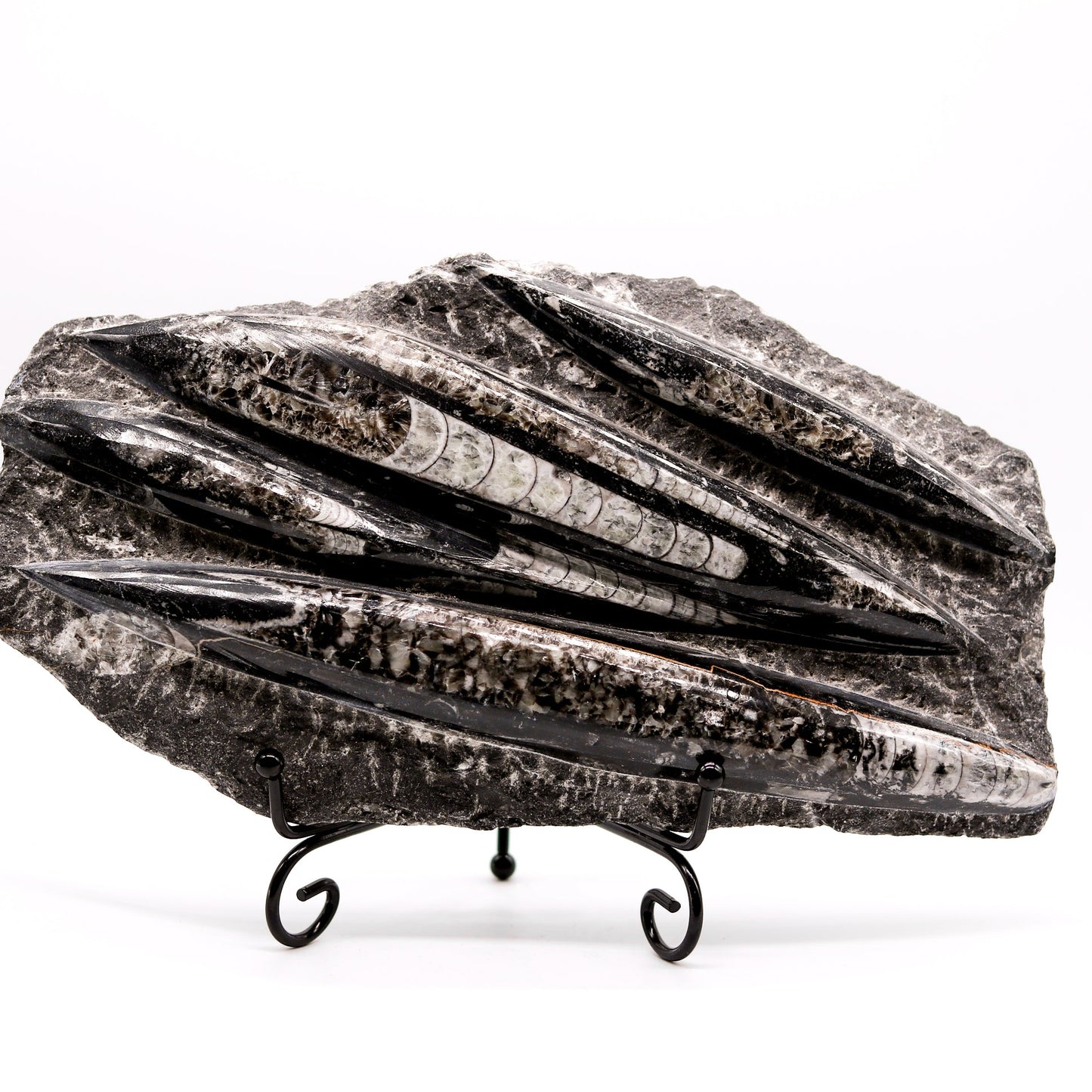 Orthoceras Slab