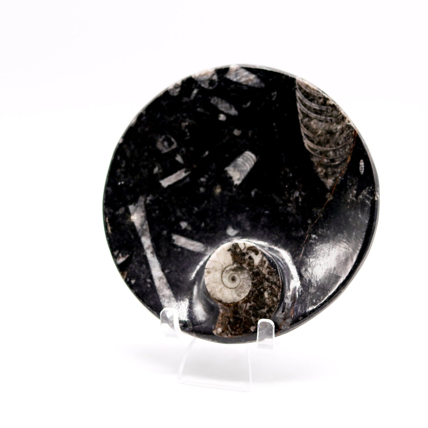 Orthoceras Bowl